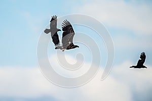 Raven and White tailed eagle in flight. Scientific name: Haliaeetus albicilla, also known as the ern, erne, gray eagle, Eurasian