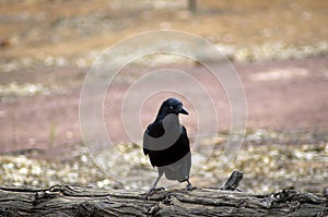 Raven, Wilpena Pound, Flinders Ranges, South Australia, Australia