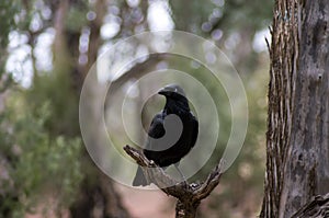 Raven, Wilpena Pound, Flinders Ranges, South Australia, Australia