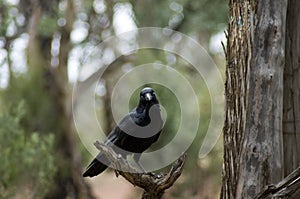 Raven, Wilpena Pound, Flinders Ranges, South Australia, Australia