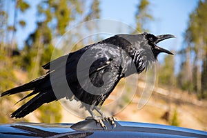 Raven In Yellowstone National Park