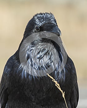 Raven, Yellowstone National Park, Wyoming