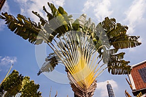 Ravenala madagascariensis