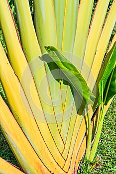 Ravenala madagascariensis or traveller's palm