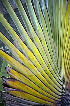 Ravenala Palm