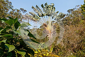 Ravenala palm, traveler tree symbol of Madagascar