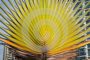 Ravenala palm tree , traveler tree , Palm tree pattern