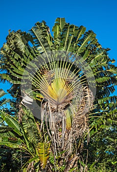 Ravenala or travellers tree, Madagascar