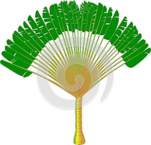 Ravenala - vector drawing of a fan palm tree