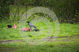 Ravens and crows sitting on a piece of cadaver . Eating meat .