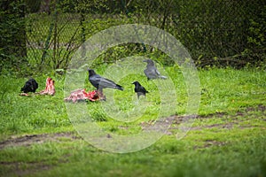 Ravens and crows sitting on a piece of cadaver . Eating meat .