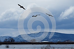 Ravens in flight