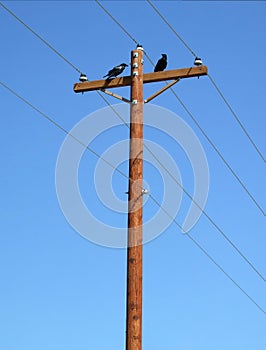 Ravens on pole