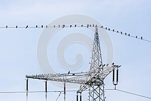 Ravens are sitting on a power line