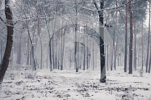 Ravens sitting on a snowy tree in the winter forest