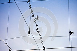 Ravens sitting on wire