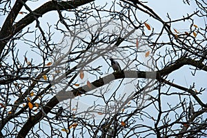 Ravens stands on the branch of a tree in autumn forest