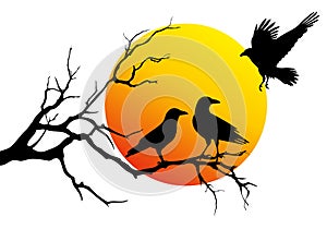 Ravens on tree branch, vector