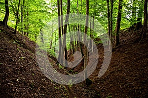 Ravine in spring beech forest.