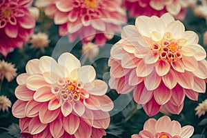 Ravishing digital illustration of blossom dahlia flowers garden.