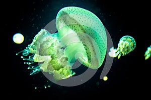 Ravishing white-spotted jellyfish