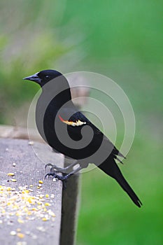 Ravishingly Regal Red-winged Blackbird Agelaius phoeniceus