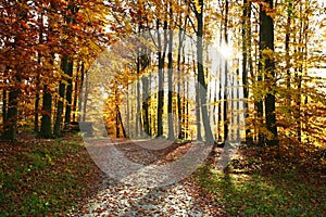Ravnsholt forest in Alleroed Denmark