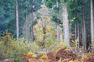 Ravnsholt Skov