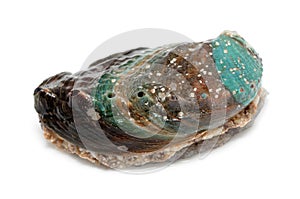 Raw abalone