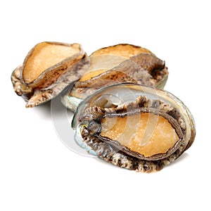 Raw abalone photo