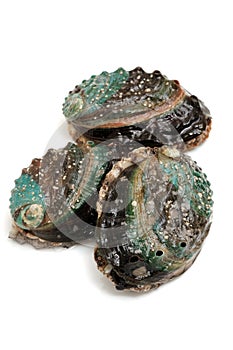 Raw abalones