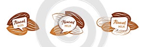 Raw almond nut set in various color. almond milk in speach bubble. flat style vector illustration.