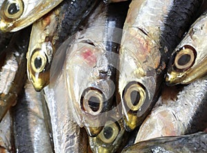 Raw anchovies just fish for sale in fish market photo