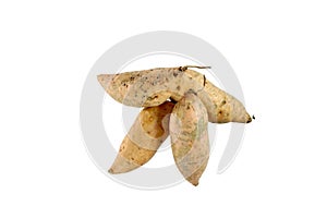 Raw asian white potato roots closeup photo