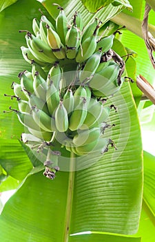 Raw Banana bunch on tree in the garden