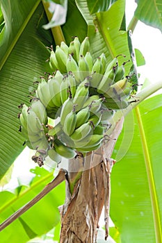 Raw Banana bunch on tree in the garden