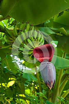 Raw banana on tree. Fresh raw Musa balbisiana banana fruit and flower. Focus a banana bud on tree. Asian super fruit