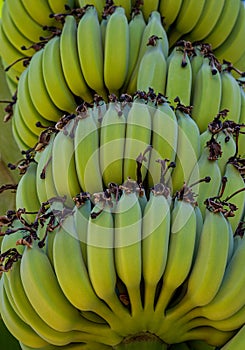 Raw bananas in the garden.