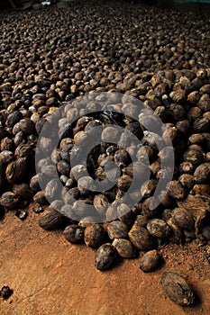 Raw Betelnut on the ground