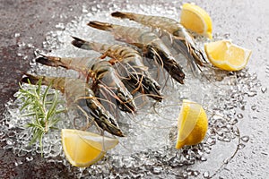 Raw big black tiger shrimps with lemon and rosemary on crushed ice close-up. Horizontal