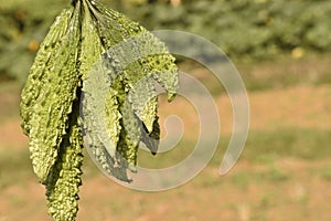 Raw bitter gourd farming in india