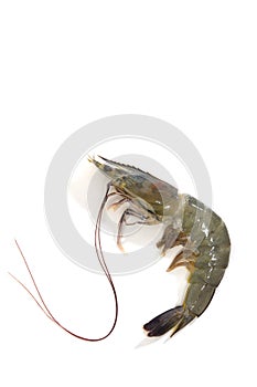One raw shrimp on white