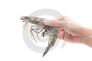 Raw Black Tiger Shrimp in hands