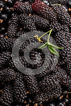 Raw blackberries with black currant