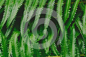 raw bracken greenery forest pattern background