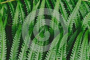 raw bracken greenery forest pattern background