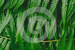 raw bracken greenery forest pattern background