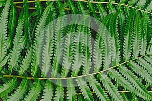 raw bracken greenery forest pattern background
