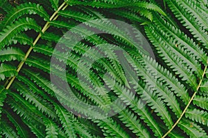 raw bracken greenery forest pattern background