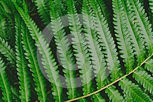 raw bracken greenery forest pattern background